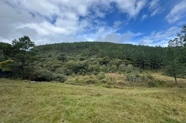 Fazenda de Reflorestamento de Pinus à venda 