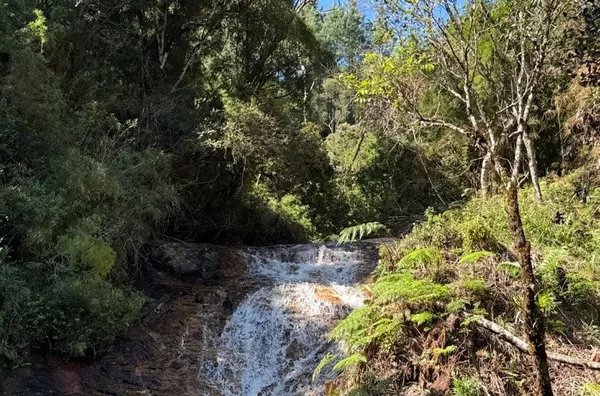 Fazenda de Reflorestamento de Pinus à venda 