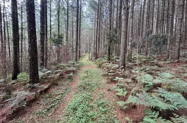 Fazenda de Reflorestamento de Pinus à venda 