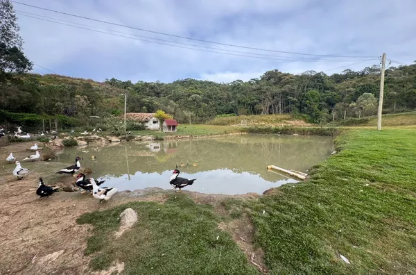 Sítio para venda, na Rocinha em São Pedro De Alcântara