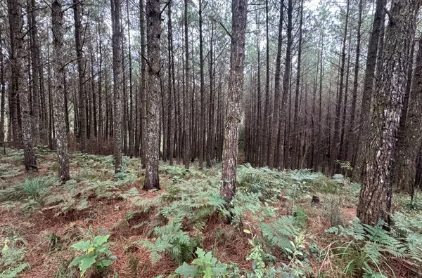 Fazenda de Reflorestamento de Pinus à venda 