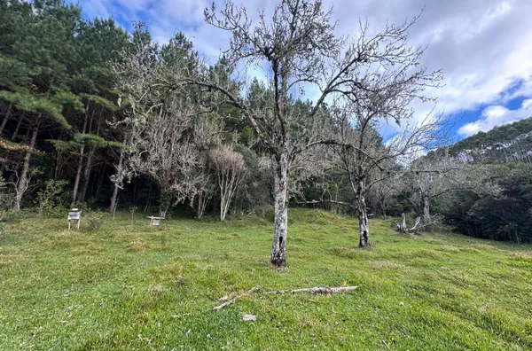 Fazenda de Reflorestamento de Pinus à venda 