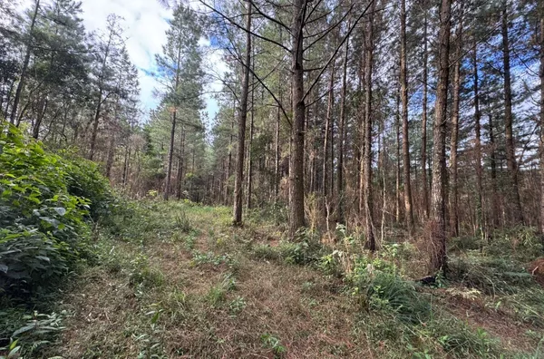 Fazenda de Reflorestamento de Pinus à venda 