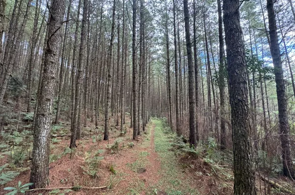 Fazenda de Reflorestamento de Pinus à venda 