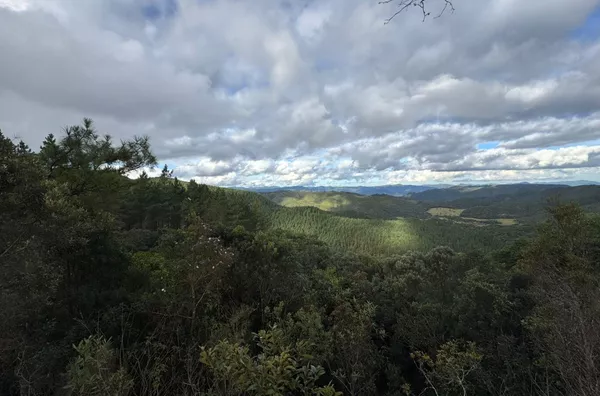 Fazenda de Reflorestamento de Pinus à venda 