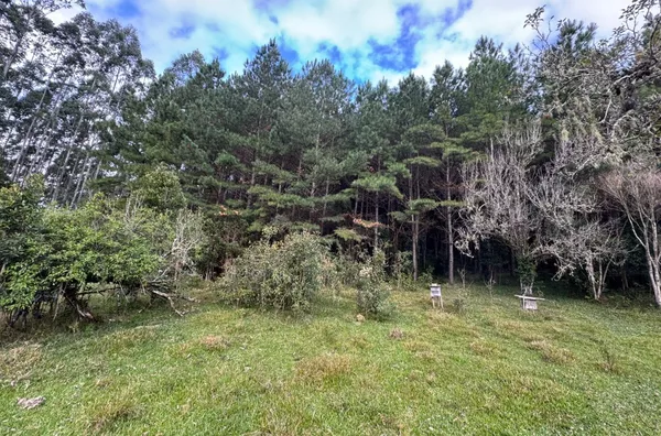 Fazenda de Reflorestamento de Pinus à venda 