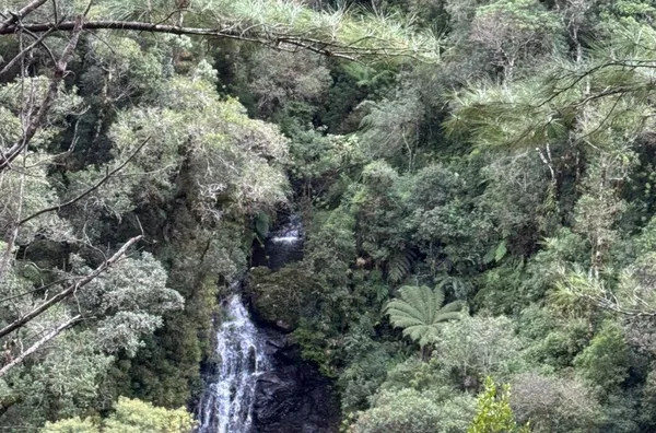 Fazenda de Reflorestamento de Pinus à venda 