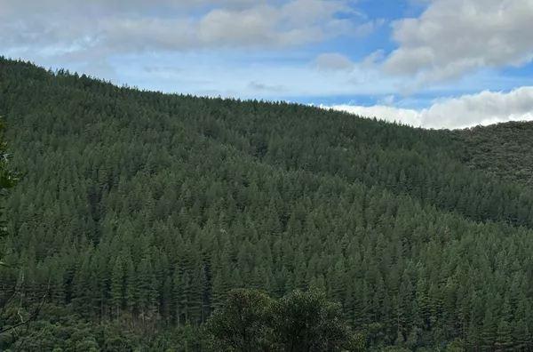 Fazenda de Reflorestamento de Pinus à venda 