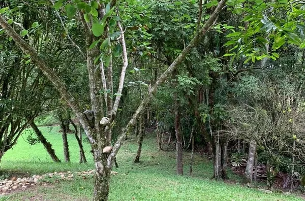 Lindo sítio no bairro Guiomar De Baixo, Antônio Carlos/SC