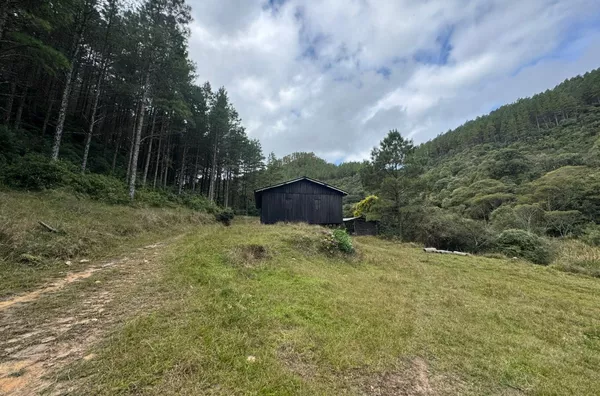 Fazenda de Reflorestamento de Pinus à venda 
