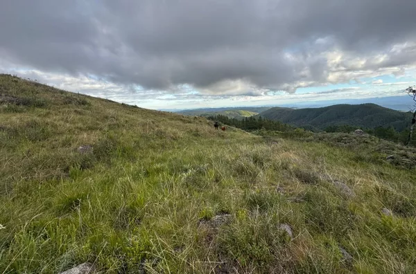 Fazenda de Reflorestamento de Pinus à venda 