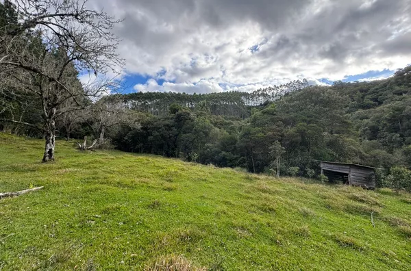 Fazenda de Reflorestamento de Pinus à venda 