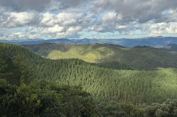 Fazenda de Reflorestamento de Pinus à venda 