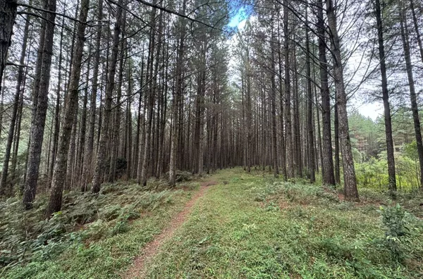 Fazenda de Reflorestamento de Pinus à venda 