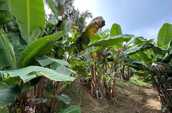 Sítio para venda No Egito, Antônio Carlos/SC