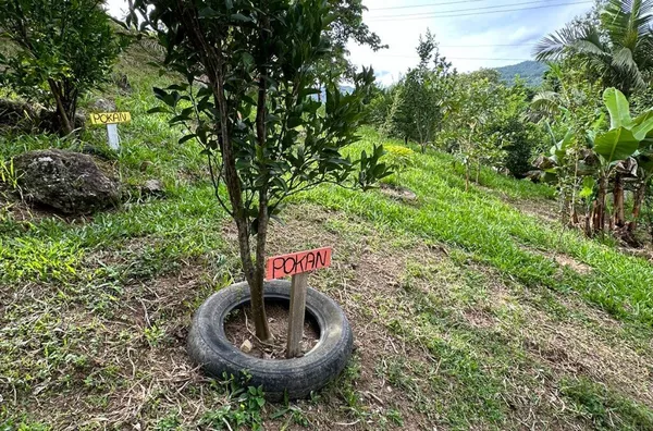 Sítio para venda No Egito, Antônio Carlos/SC