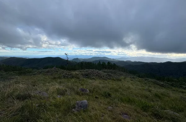 Fazenda de Reflorestamento de Pinus à venda 