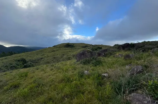 Fazenda de Reflorestamento de Pinus à venda 