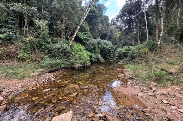 Fazenda de Reflorestamento de Pinus à venda 