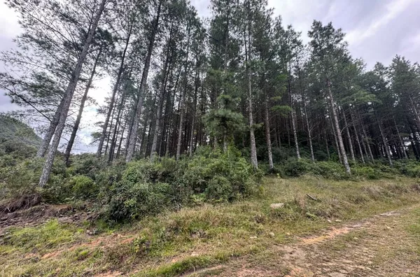 Fazenda de Reflorestamento de Pinus à venda 