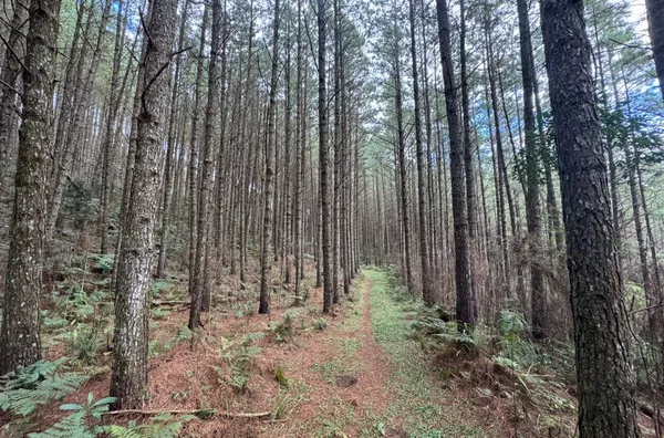 Fazenda de Reflorestamento de Pinus à venda 