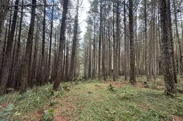 Fazenda de Reflorestamento de Pinus à venda 