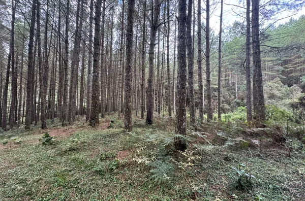 Fazenda de Reflorestamento de Pinus à venda 