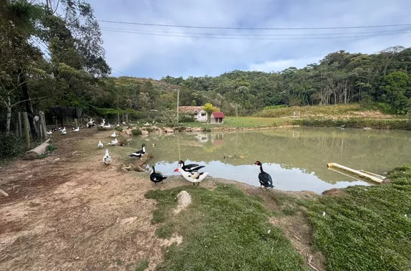 Sítio para venda, na Rocinha em São Pedro De Alcântara