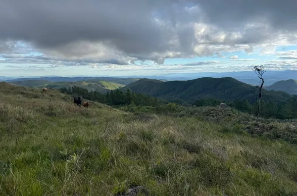 Fazenda de Reflorestamento de Pinus à venda 
