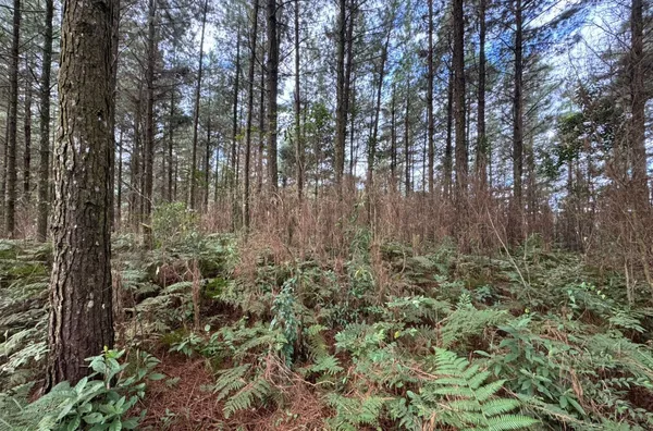 Fazenda de Reflorestamento de Pinus à venda 