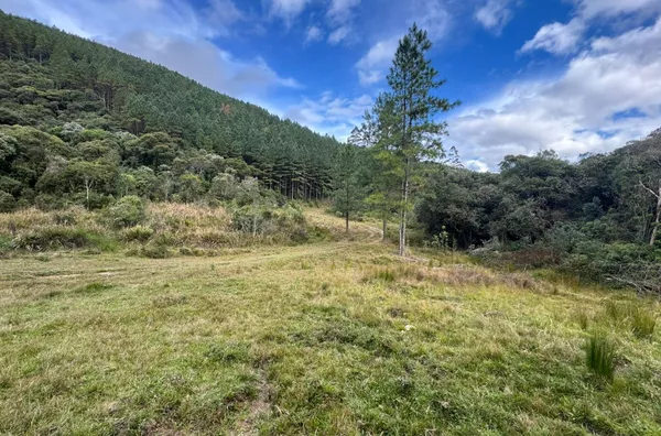 Fazenda de Reflorestamento de Pinus à venda 