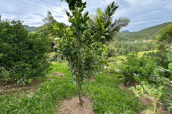 Sítio para venda No Egito, Antônio Carlos/SC