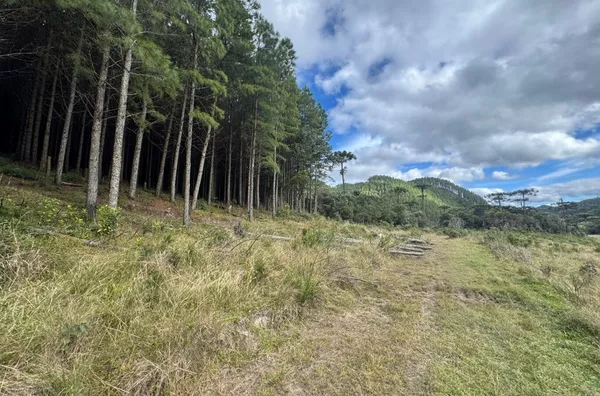 Fazenda de Reflorestamento de Pinus à venda 