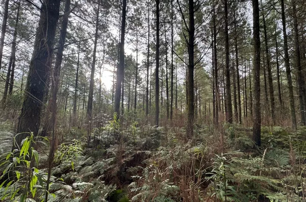 Fazenda de Reflorestamento de Pinus à venda 