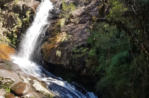 Fazenda de Reflorestamento de Pinus à venda 