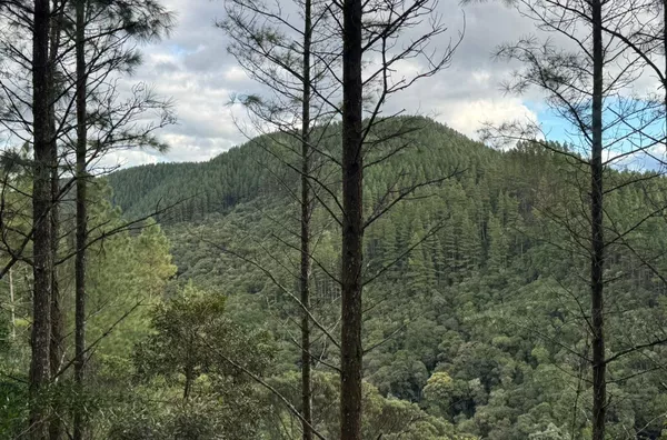 Fazenda de Reflorestamento de Pinus à venda 