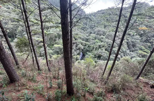 Fazenda de Reflorestamento de Pinus à venda 