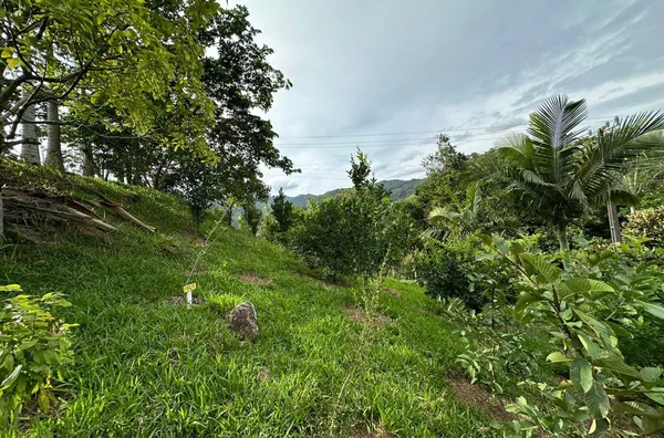 Sítio para venda No Egito, Antônio Carlos/SC