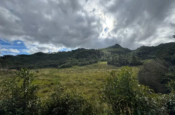Fazenda de Reflorestamento de Pinus à venda 