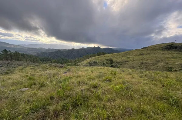 Fazenda de Reflorestamento de Pinus à venda 