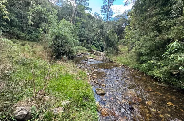 Fazenda de Reflorestamento de Pinus à venda 