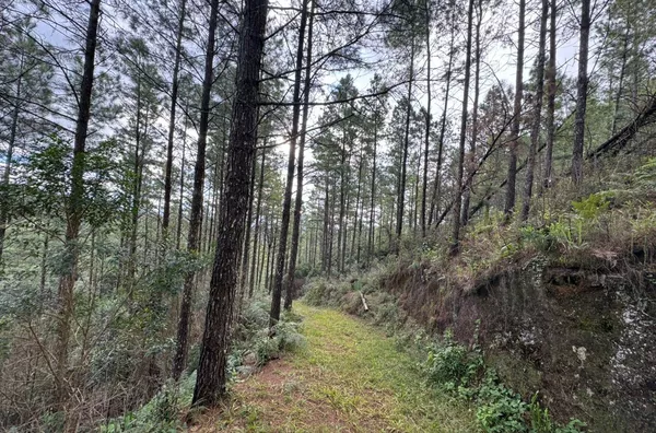 Fazenda de Reflorestamento de Pinus à venda 