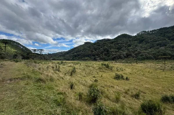 Fazenda de Reflorestamento de Pinus à venda 