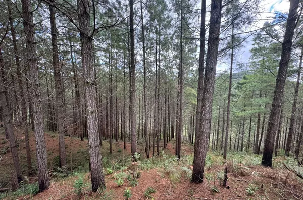 Fazenda de Reflorestamento de Pinus à venda 