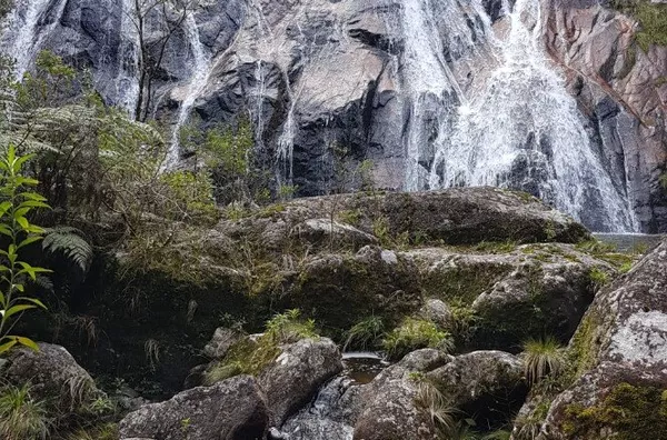 Fazenda de Reflorestamento de Pinus à venda 