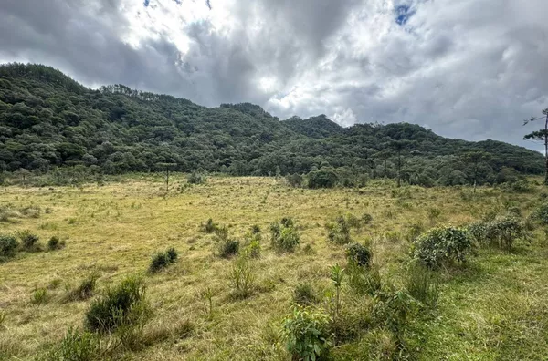 Fazenda de Reflorestamento de Pinus à venda 