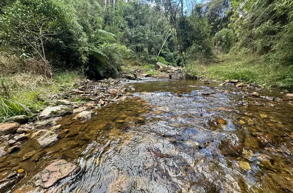 Fazenda de Reflorestamento de Pinus à venda 
