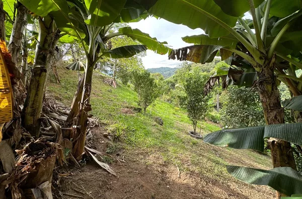Sítio para venda No Egito, Antônio Carlos/SC