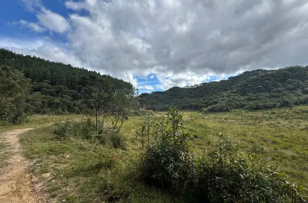 Fazenda de Reflorestamento de Pinus à venda 