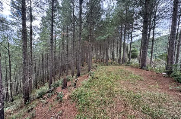 Fazenda de Reflorestamento de Pinus à venda 
